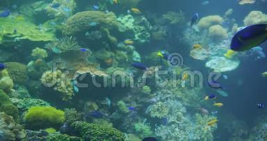 水下五颜六色的热带<strong>鱼类</strong>。 热带水下海洋<strong>鱼类</strong>在水族馆。